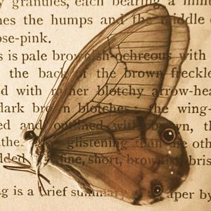 lepidoptera