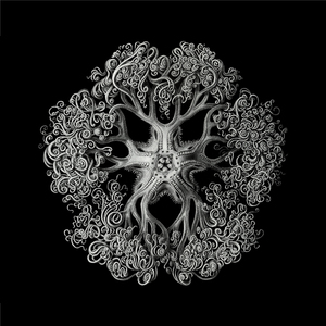 Nightish Nature (Beatless Mix)