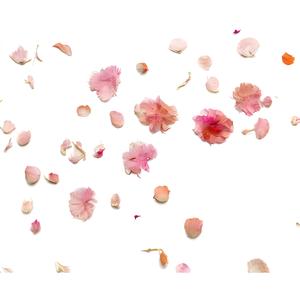 任凭梦里三千落花