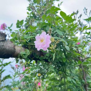 藏在月色