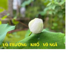 VÔ THƯỜNG KHỔ VÔ NGÃ