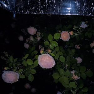 想在夏天认识你