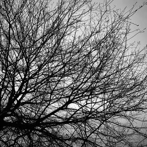 花落『Cover 敌草烤火』（翻自 张星龙）