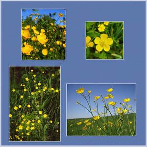 buttercup
