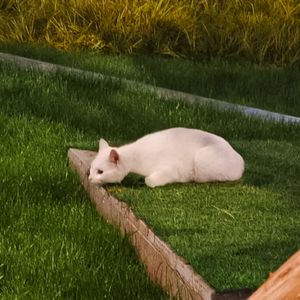 阶跃星辰宣传曲