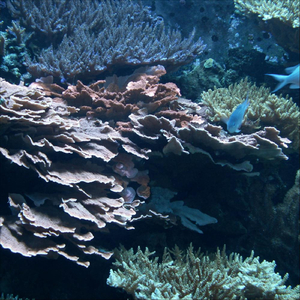 Brotula Frotella