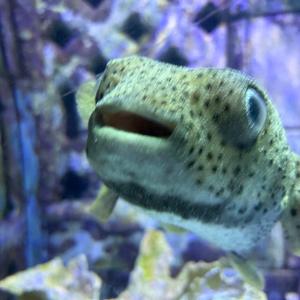 blub