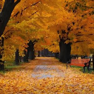 就让秋风带走我的思念带走我的心