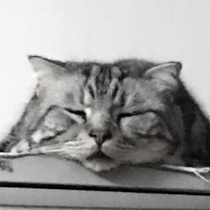 日子全都喂给了猫