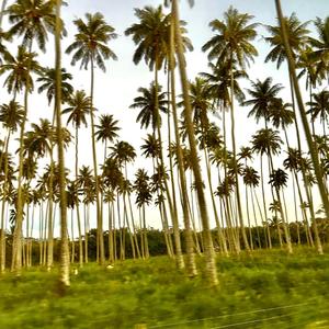 Palms