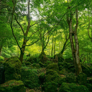 Reverent Timber Serenade