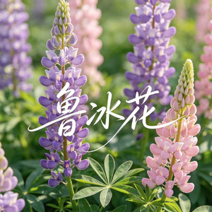 鲁冰花(深情版)