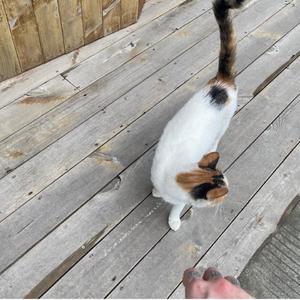 Lover Boy 88（cover Higher Brothers)