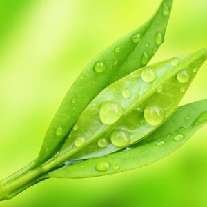 乔鸿昌 - 青青草与蓝宝石