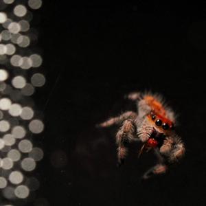 Little Ruffed Grouse