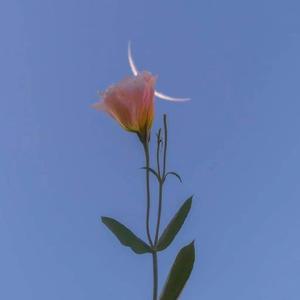 “花 不 是 为 花 店 而 开”