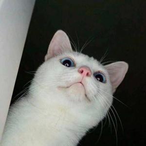 董小姐