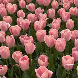 For You（Prod by BLACKFAT洪汝超）