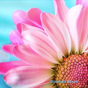 그대 안에 꽃밭