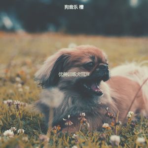 柔和的小狗时刻