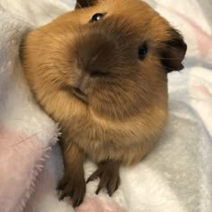 Die For You (Sped up)