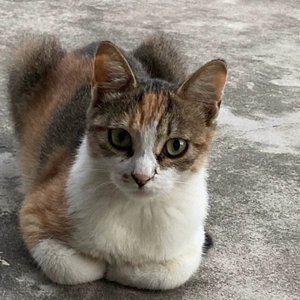 Break Free and Shout