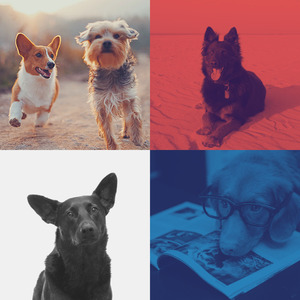 有趣可爱的狗情怀