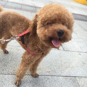 一棵会开花的树