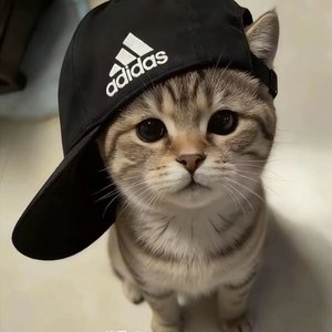 豆花之歌2.0