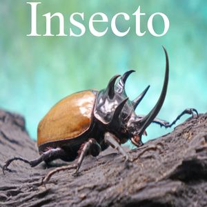 Insecto
