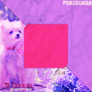 Pomeranian