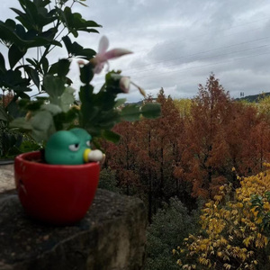 白鹭郡 鸟鸣 有猫叫