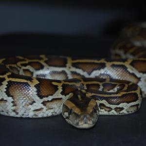 蝴蝶与鱼cove李雨（翻自 李雨）