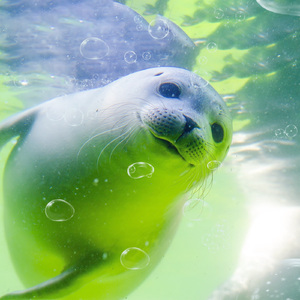 뽀글뽀글 (Prod. BMTJ)