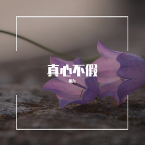真心不假