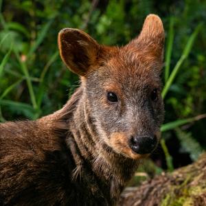 Pudu