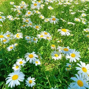 岁月静好（纯音乐）