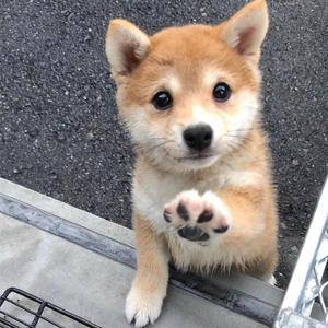 潮汐（电音女生版）（翻自 傅梦彤）