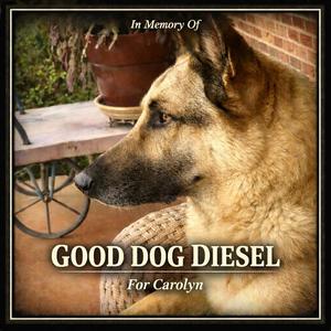Good Dog Diesel!