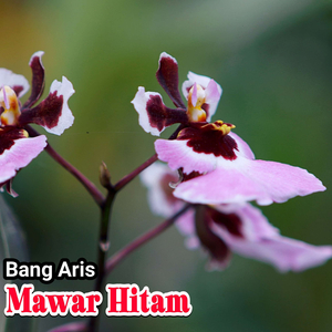 Mawar Hitam