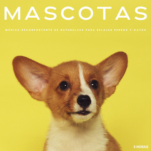Mascotas: Música Reconfortante De Naturaleza Para Relajar Perros y Gatos - 3 Horas