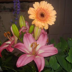 Lily y Daisy Hermosas (Summer Version)