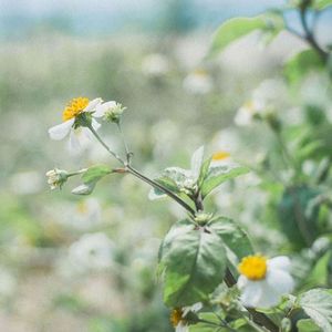 美好的夏天（钢琴助眠纯音乐）