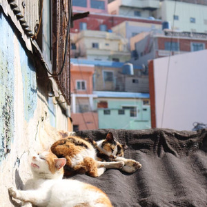 グッドモーニング