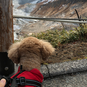 世界の終わりは犬と二人で (feat. 鏡音レン)