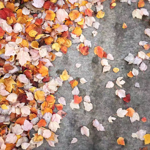 with or without you（Cover U2）