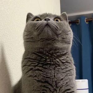 猫になりたい 口琴版