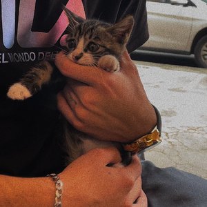 Мен сені сүйемін