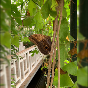 Butter butter Butterfly