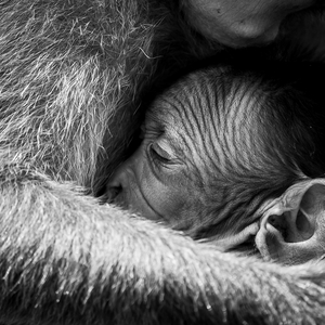 Berita Kepada Kawan (Cover)